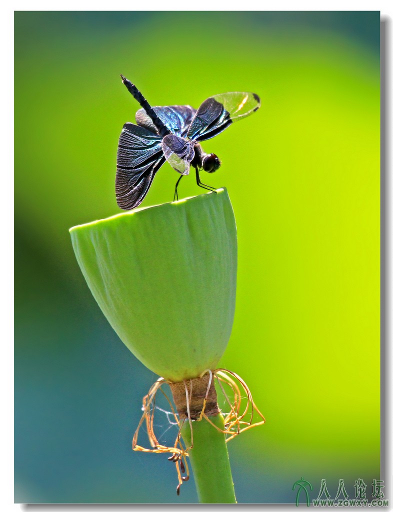 莲花池荷花节作品