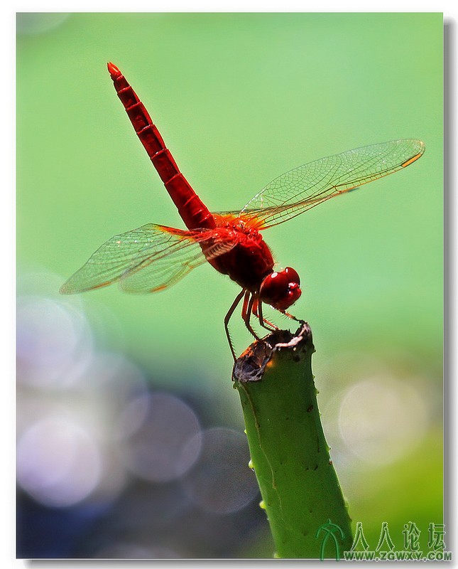 莲花池荷花节作品