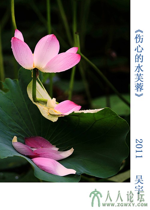 伤心的水芙蓉