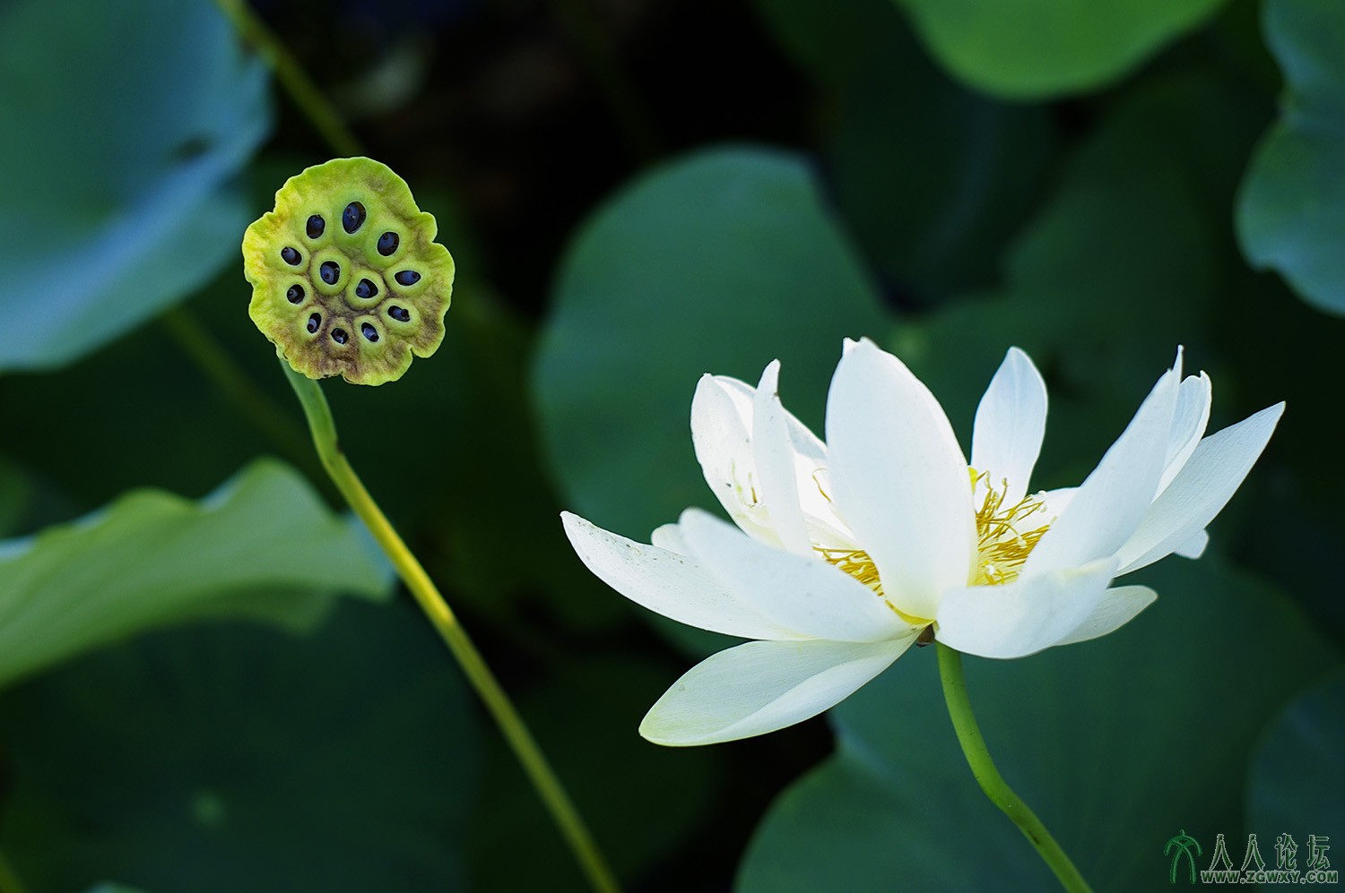 回望曾经的高洁--自豪