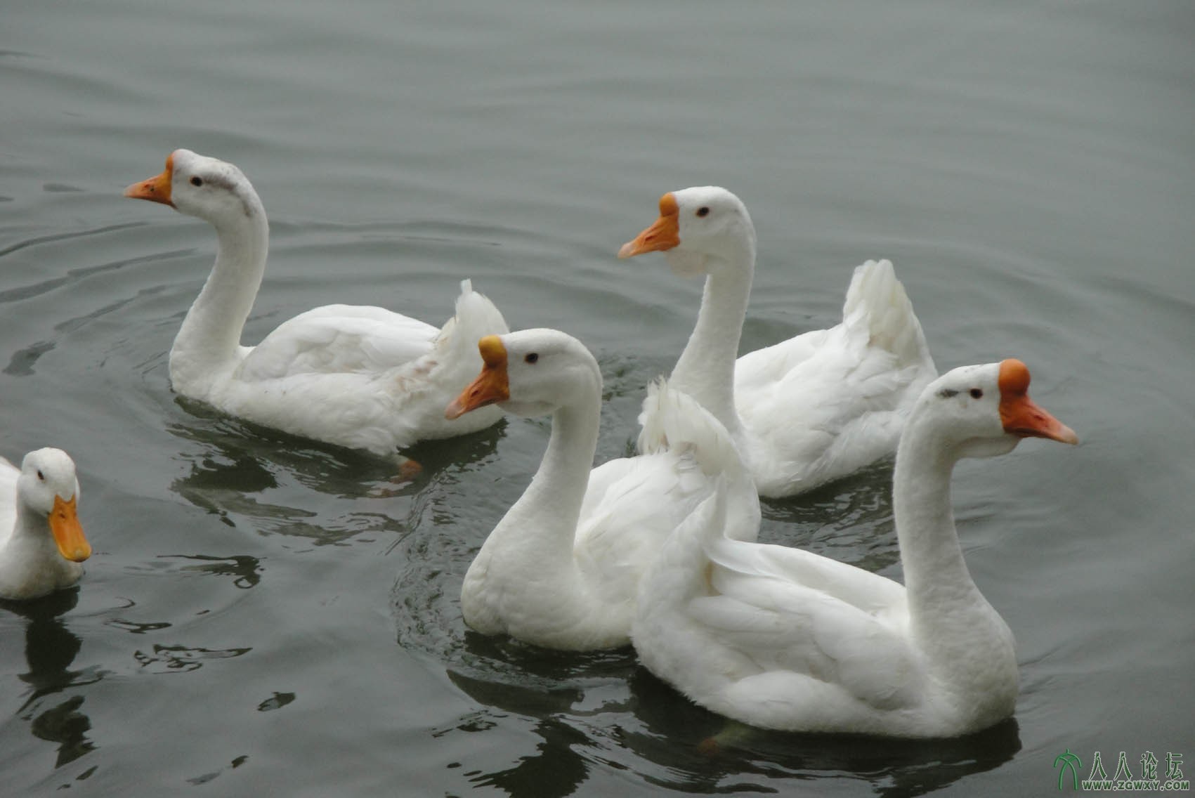 鹅4.jpg