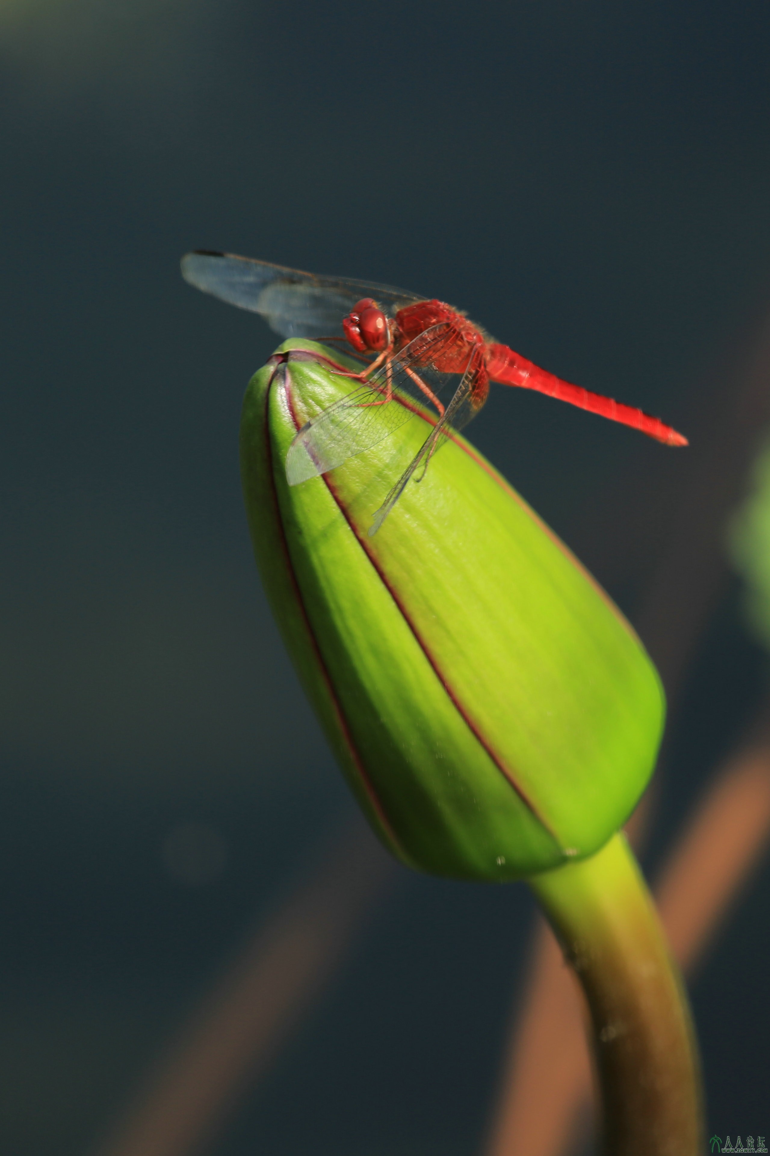 003荷蕾红蜓.JPG