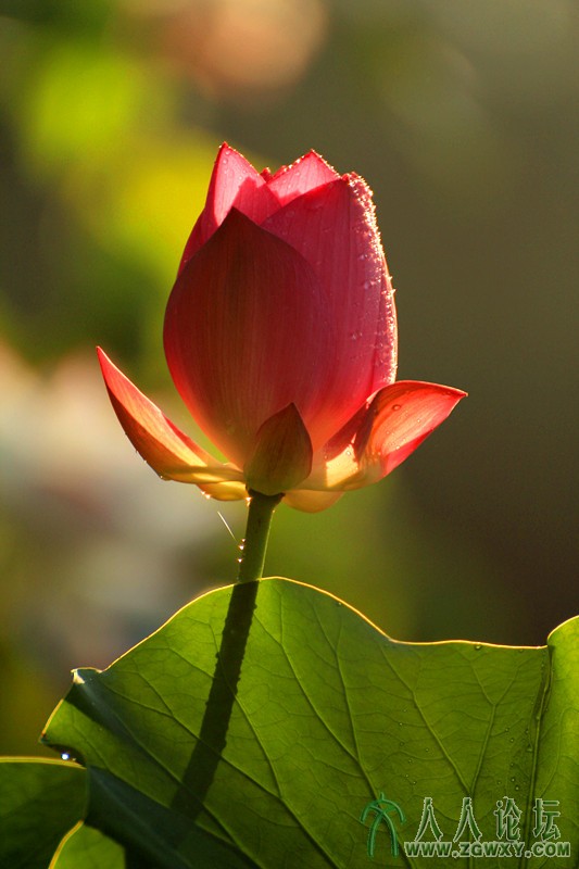 含苞欲放2013年7月25日