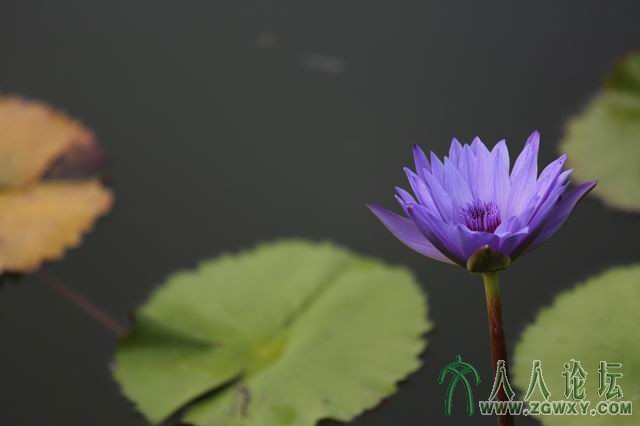 映日荷花别样蓝