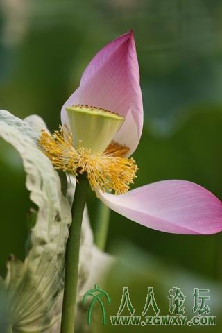 荷香满塘 残影稀辨.JPG