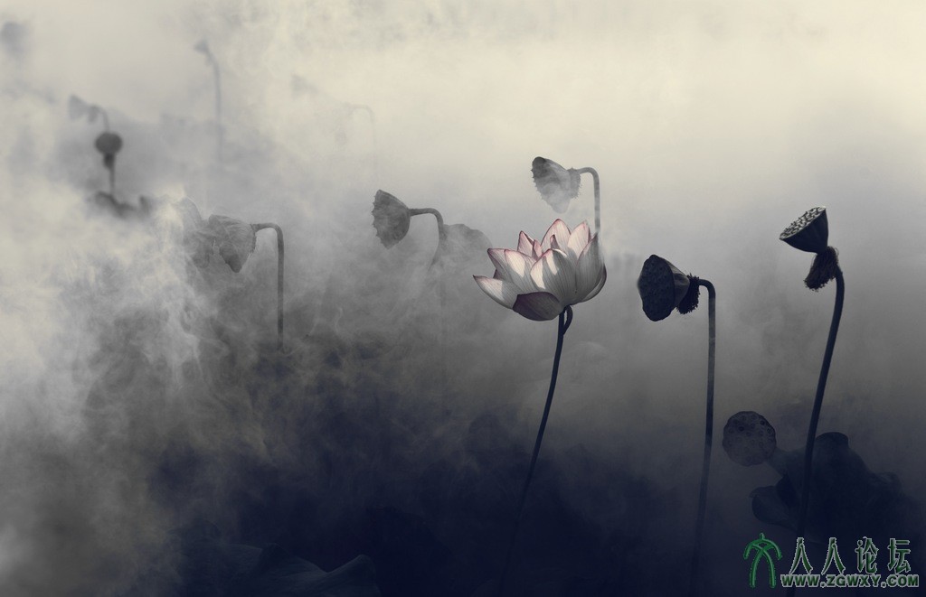 IMG_6805梦幻荷韵e.jpg