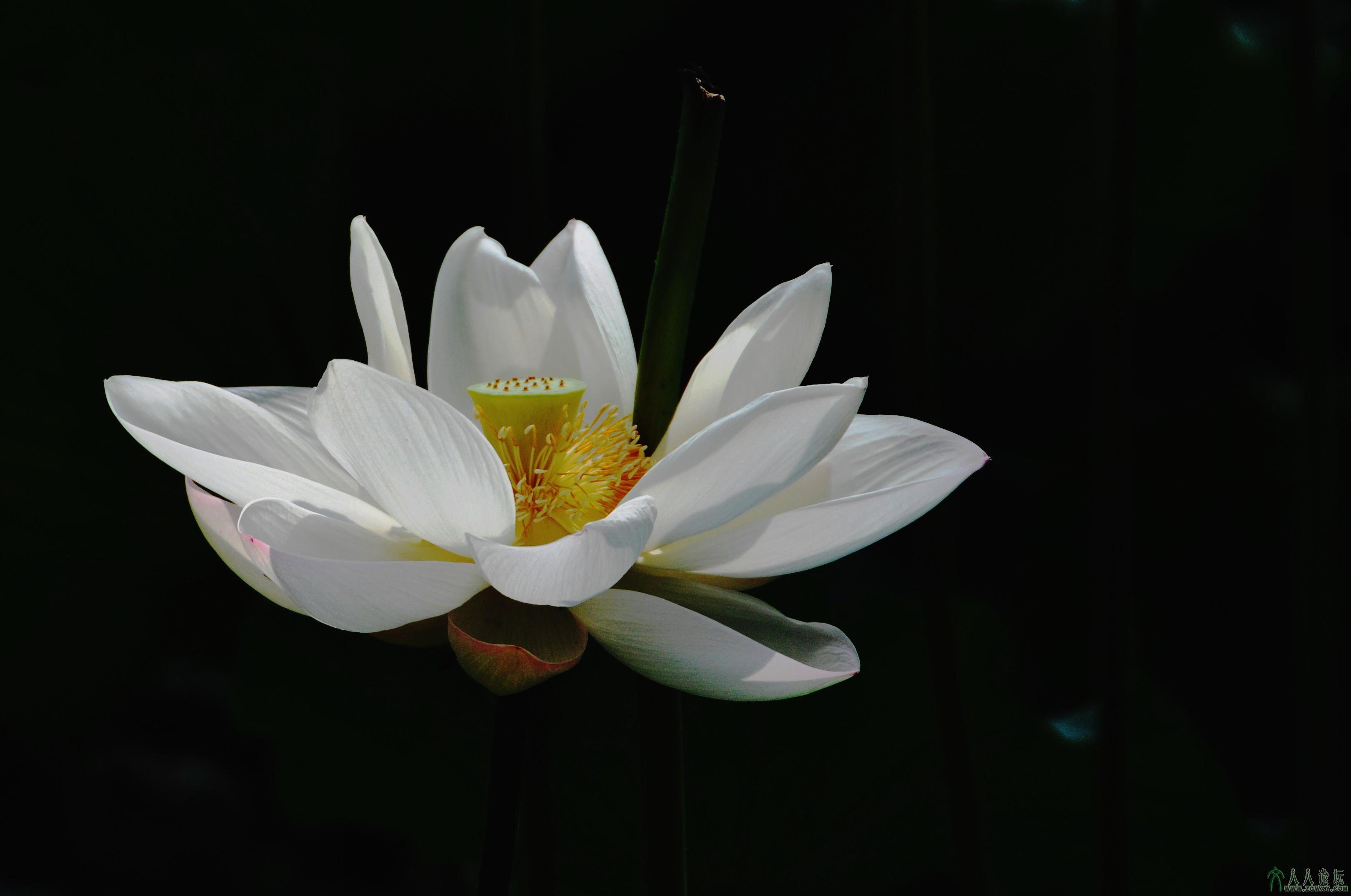 041 纤尘不染.jpg