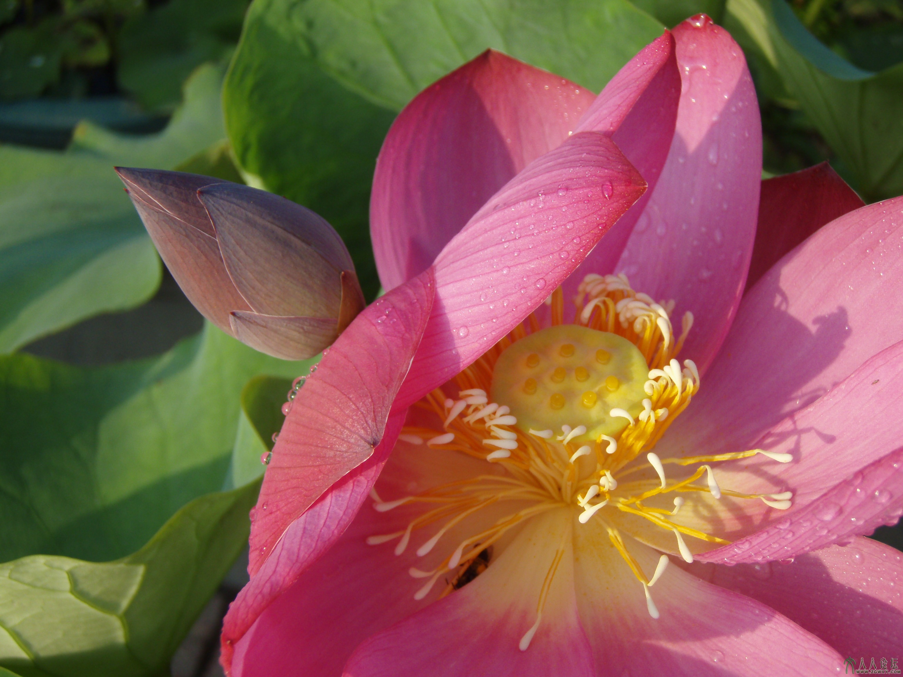 2013年6月23日摄于莲花池公园