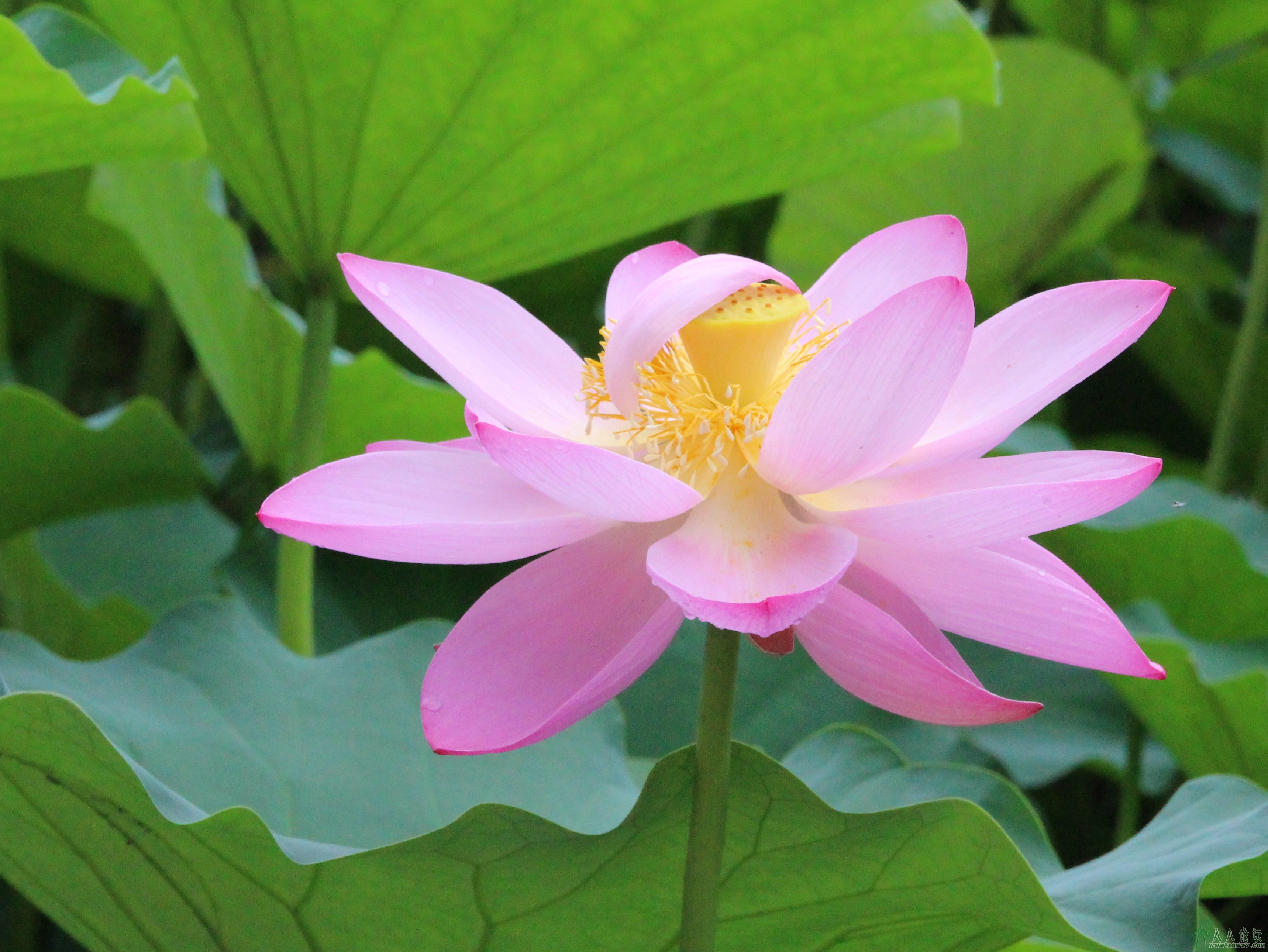 莲花池公园摄影