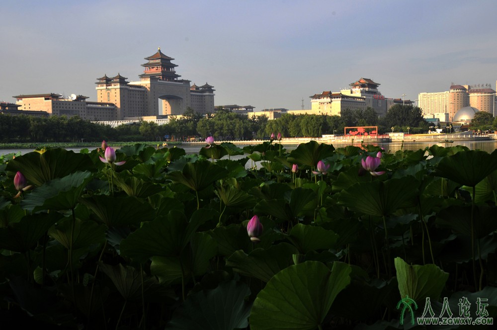 _DSC9737 荷花扮靓西客站-摄影李贺祥.JPG