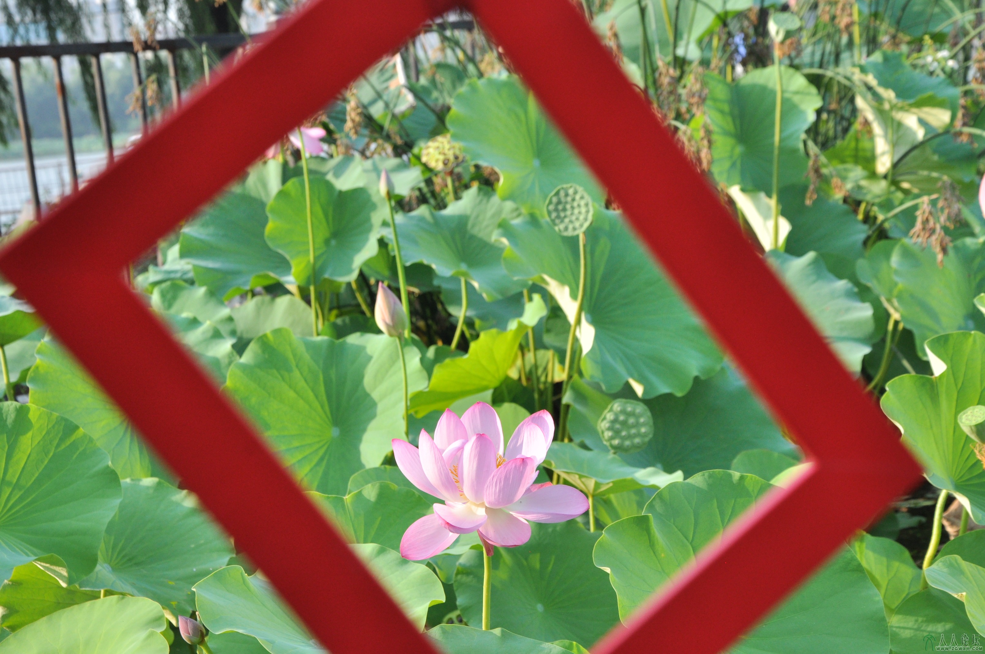 荷花魅影---画中画