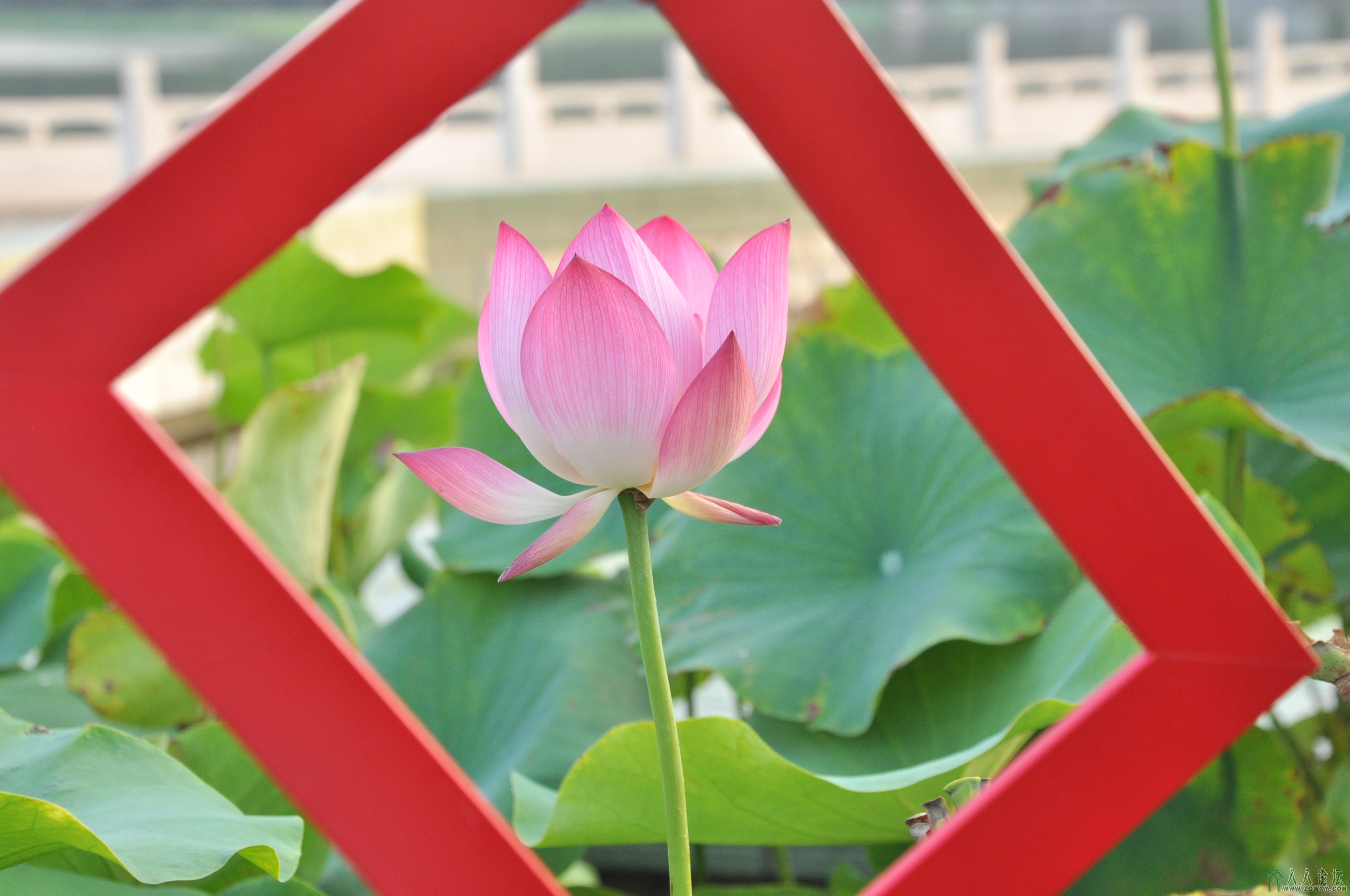 荷花魅影---画中画