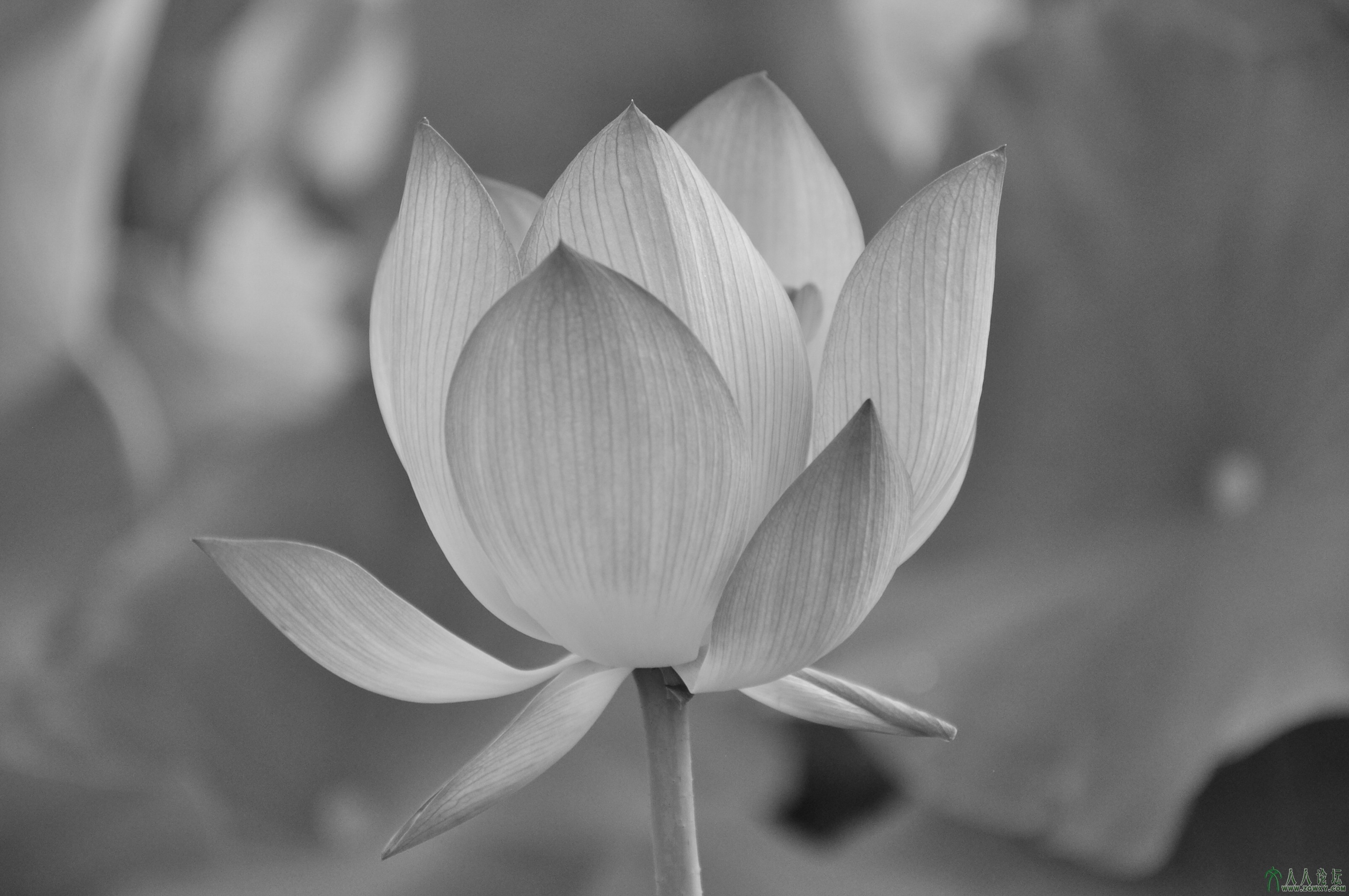 荷花魅影---黑白