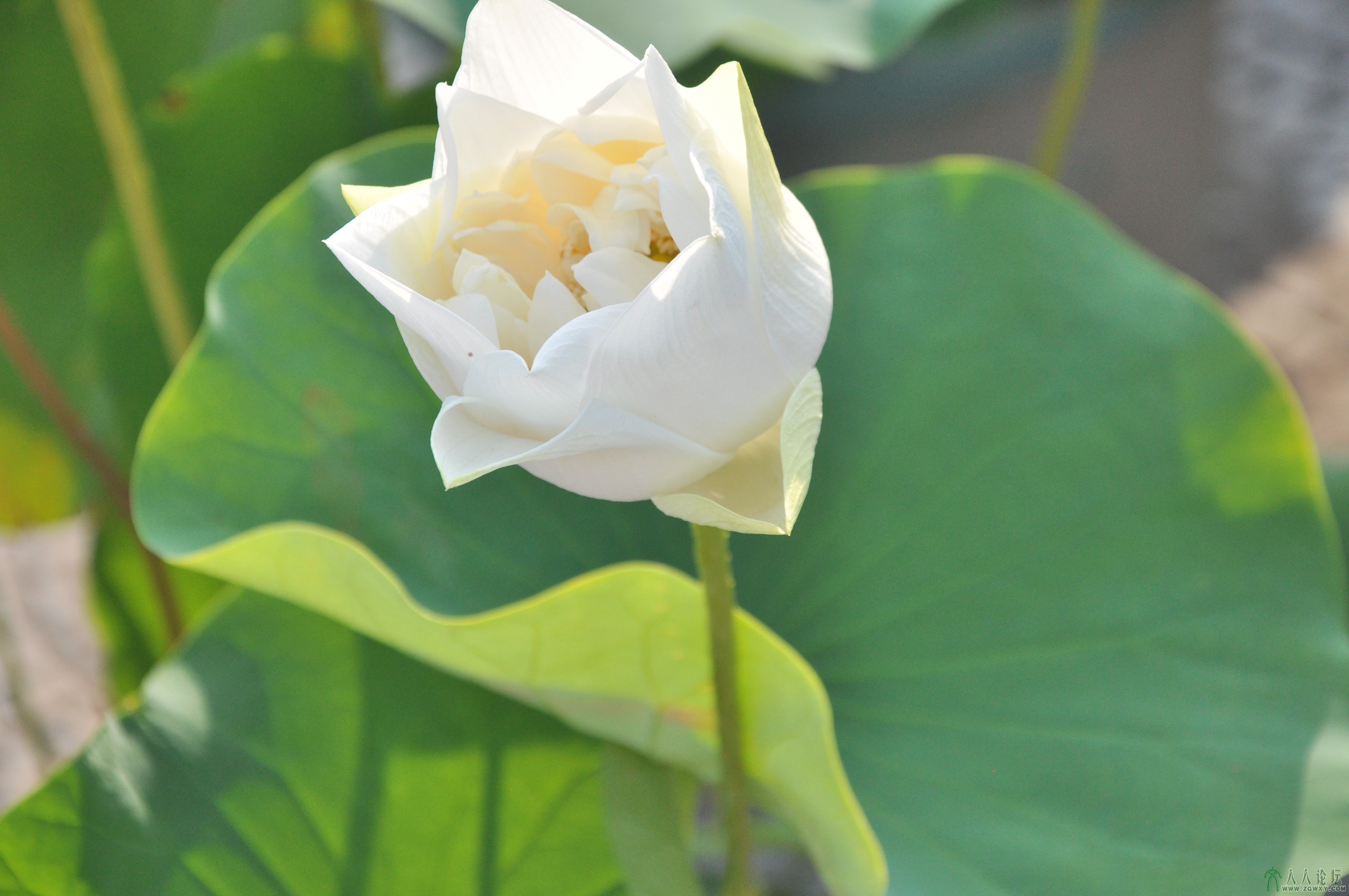 荷花魅影---白荷花