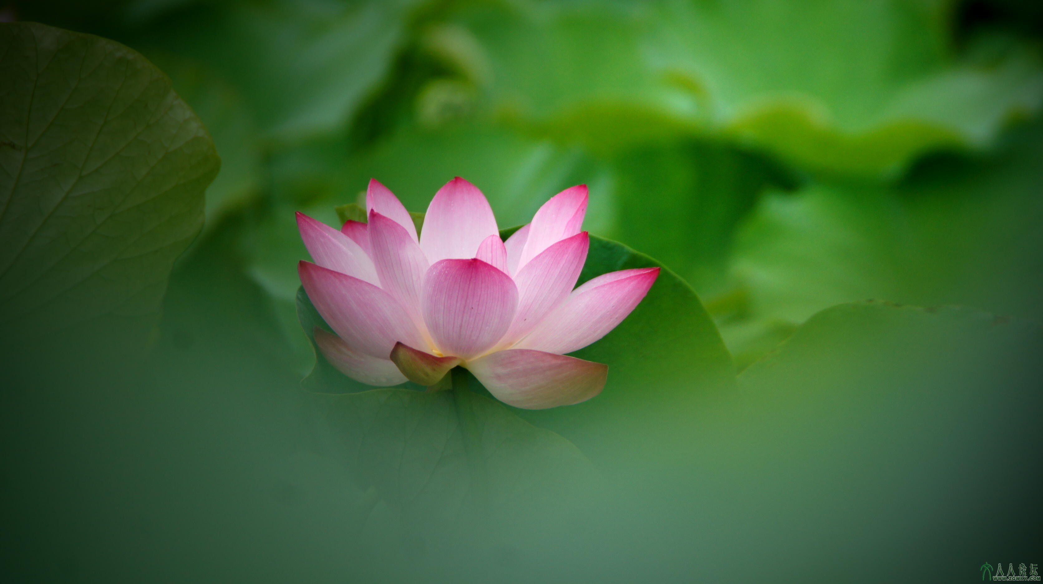 第3张照片标题：《莲韵》