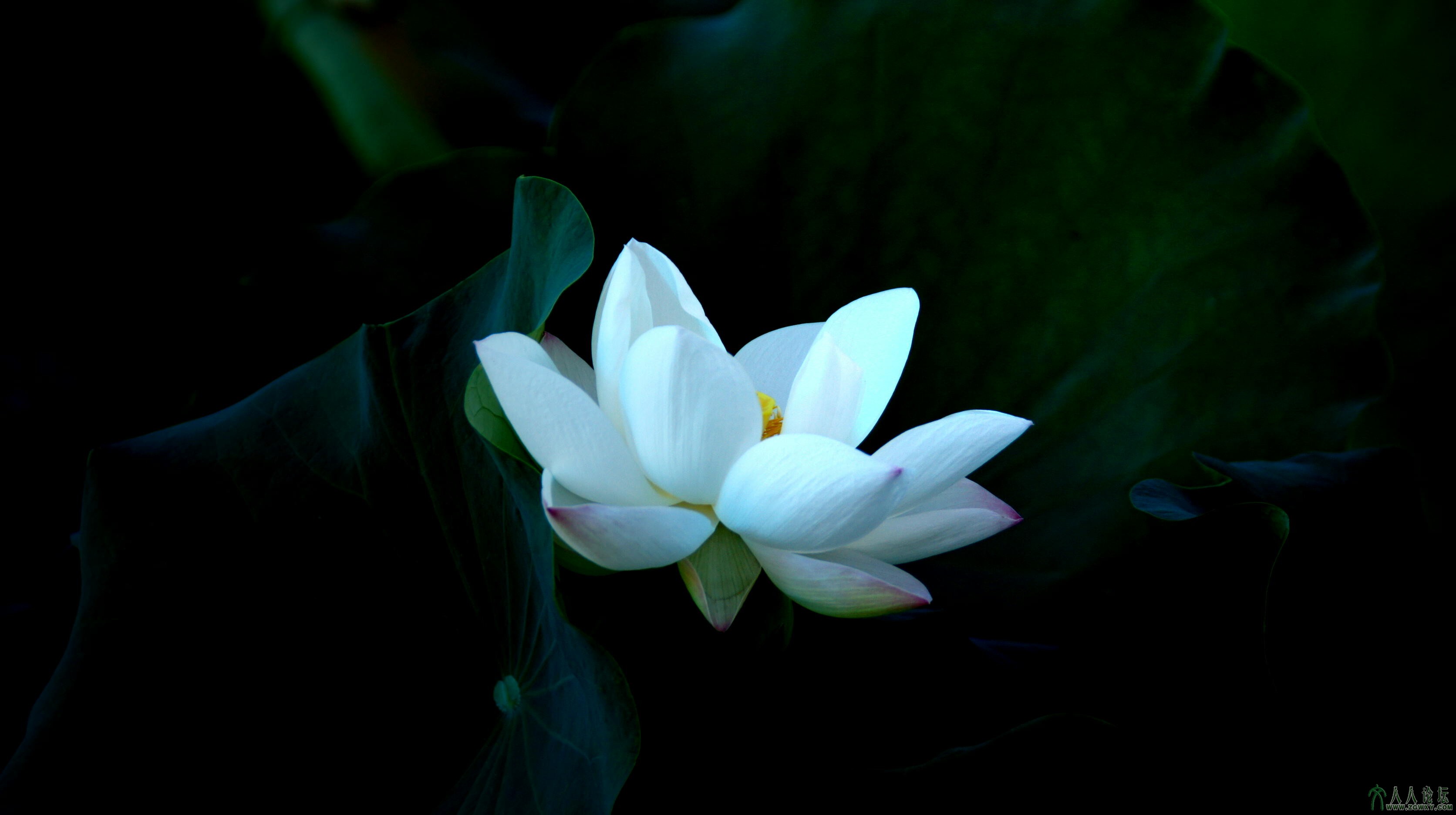 第4张照片标题：《清莲》