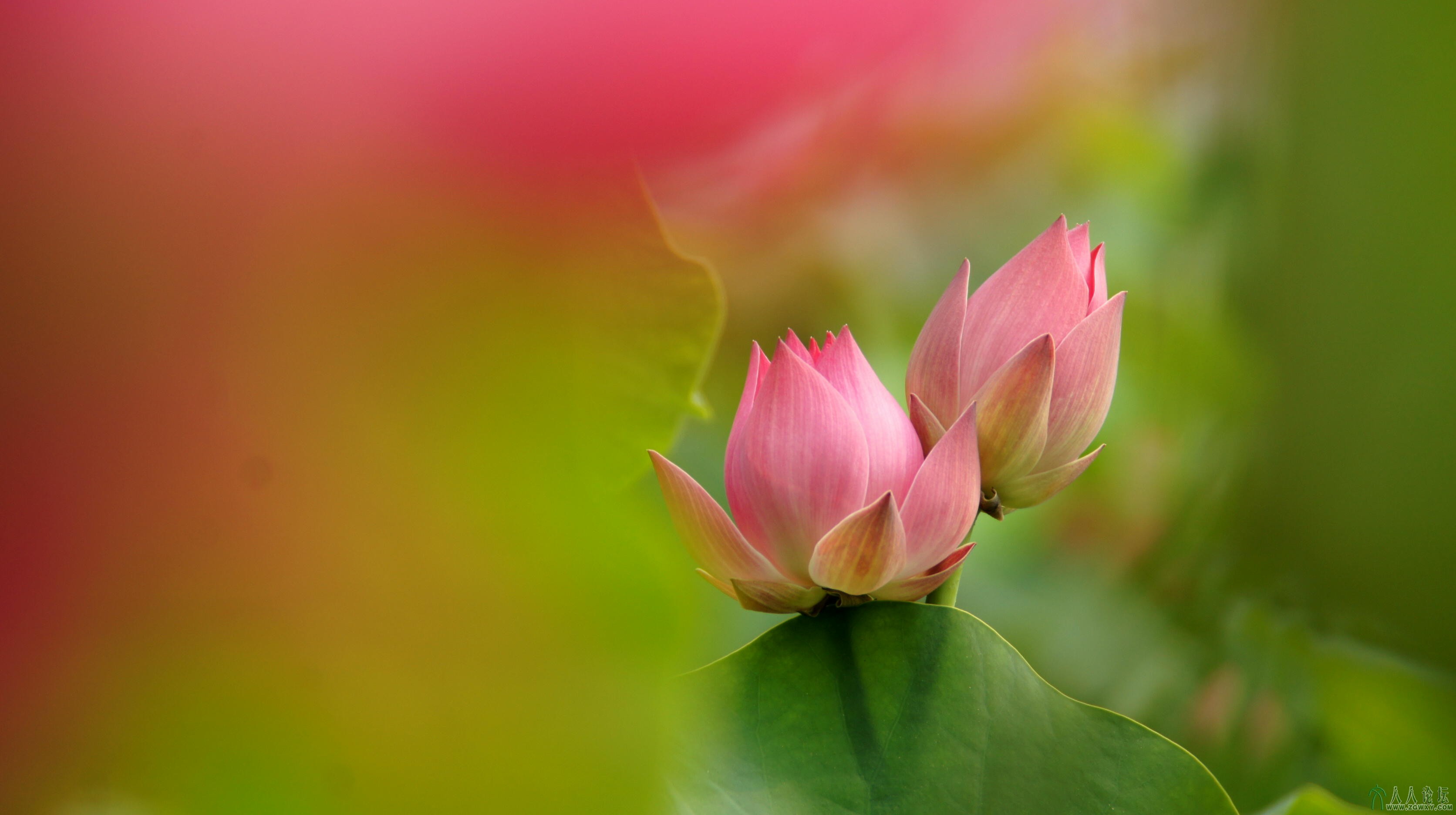 第6张照片标题：《依莲》