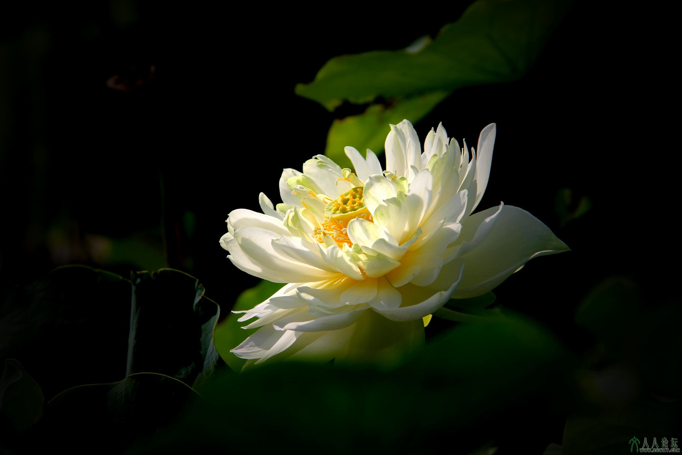 第7张照片标题：《绽放》