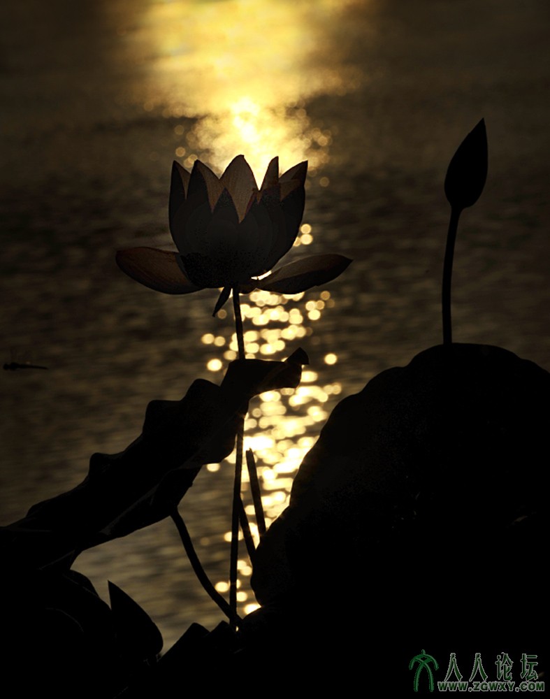 13126563808  (4)金色荷塘  陈树成.jpg