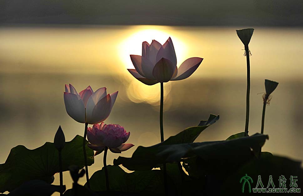 13126563808  映日荷花别样红 陈树成.jpg