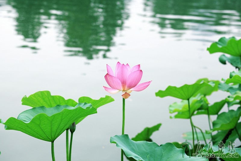 映日荷花别样红