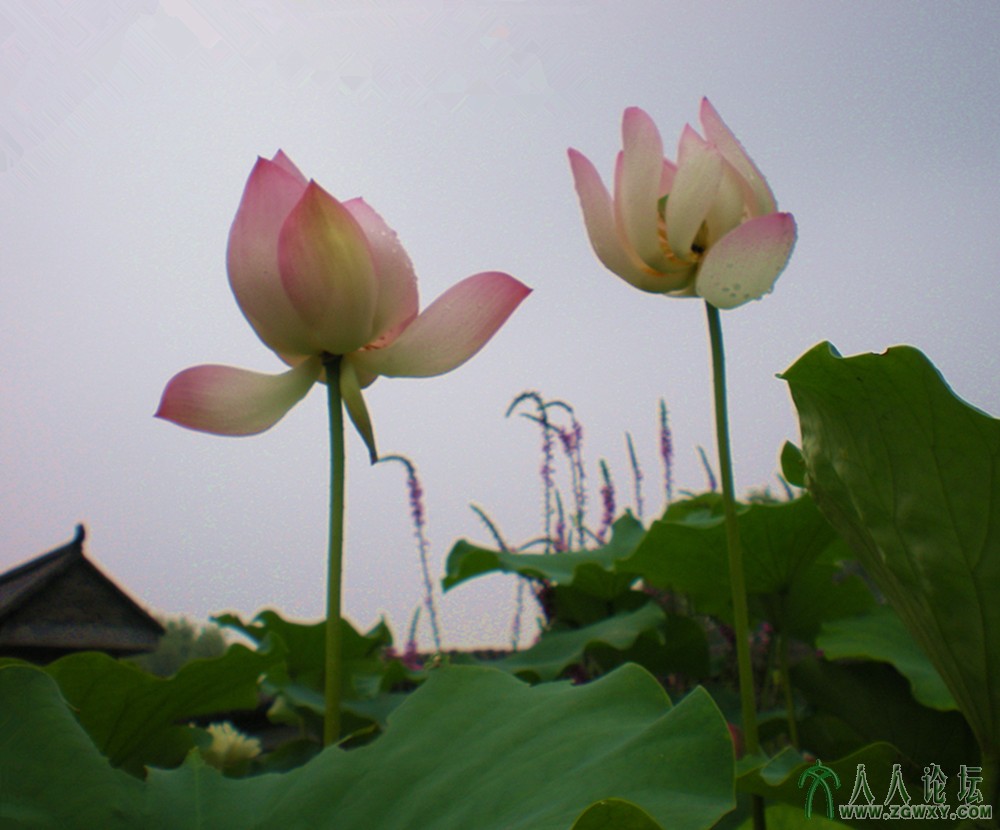 仙姿2013.7.12卓约 