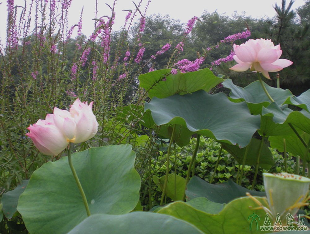 和谐相处 相映生辉2013.7.12  