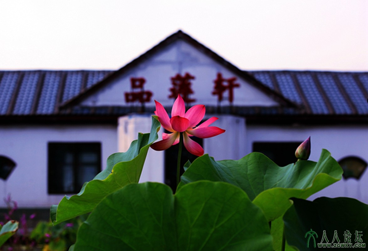 茶香品莲轩荷艳莲花池