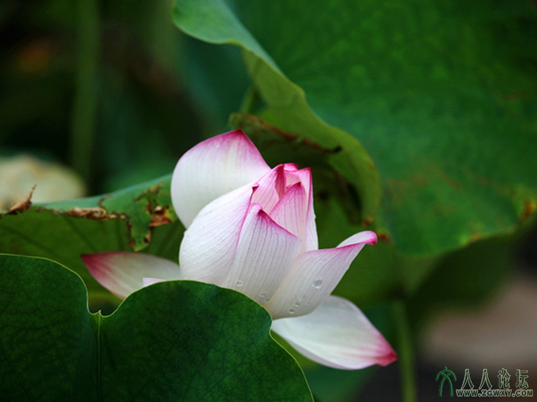 “荷“家小女初长成