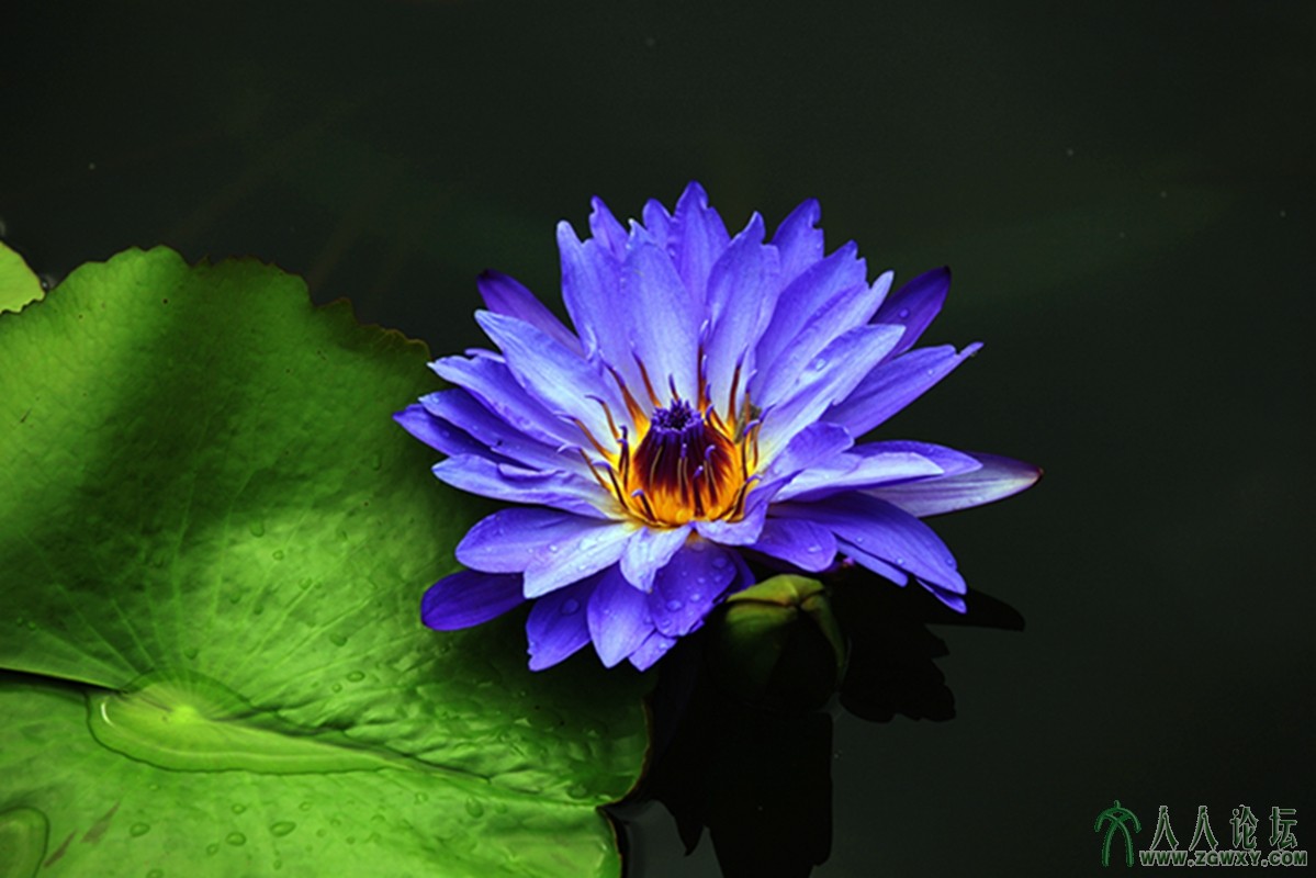 莲池的兰精灵（兰色莲花）