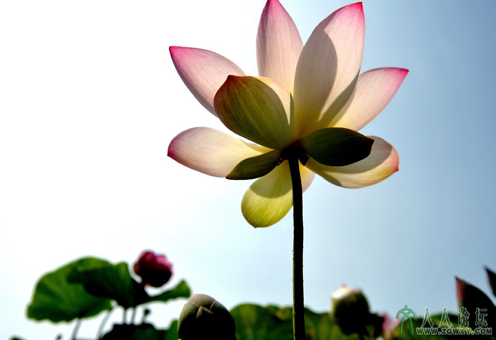 13年.7月.莲花池