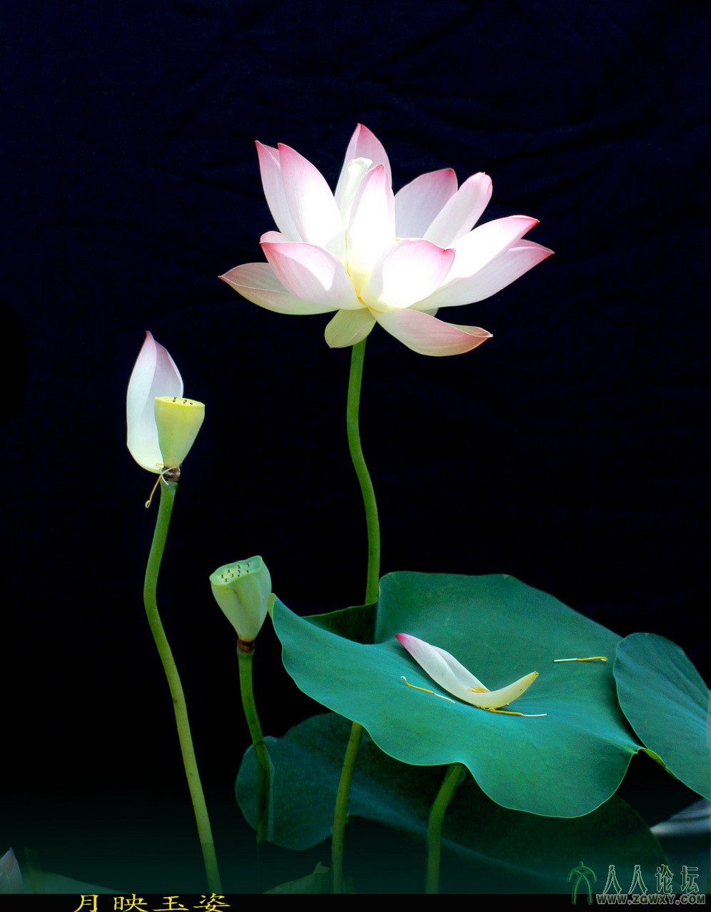 03 月映玉姿13-7-12