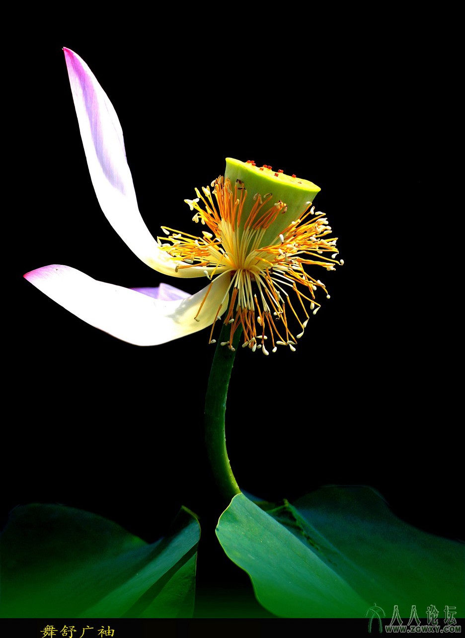 04 舞舒广袖 13-7-12