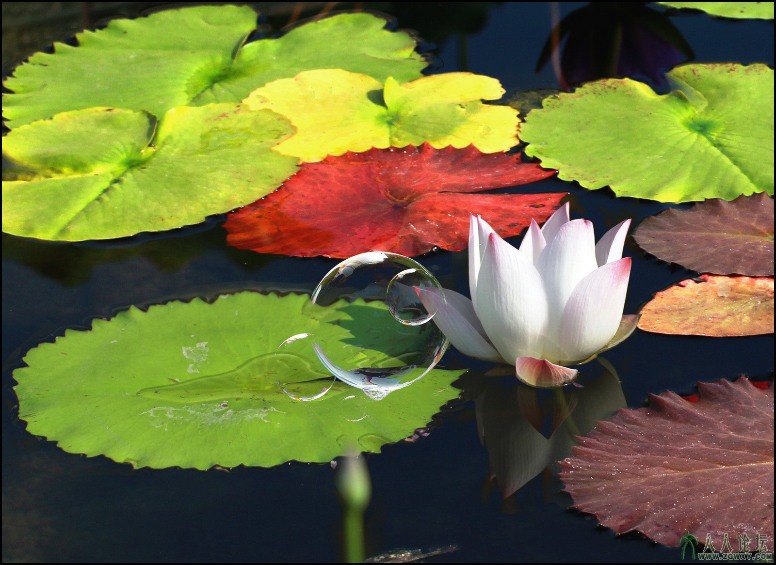 05 出水芙蓉 13-8-4摄