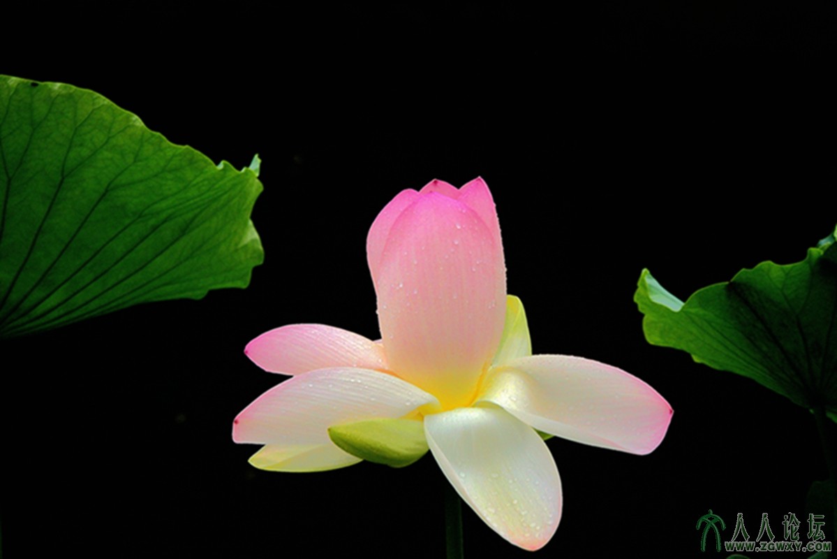 六宫粉黛无颜色