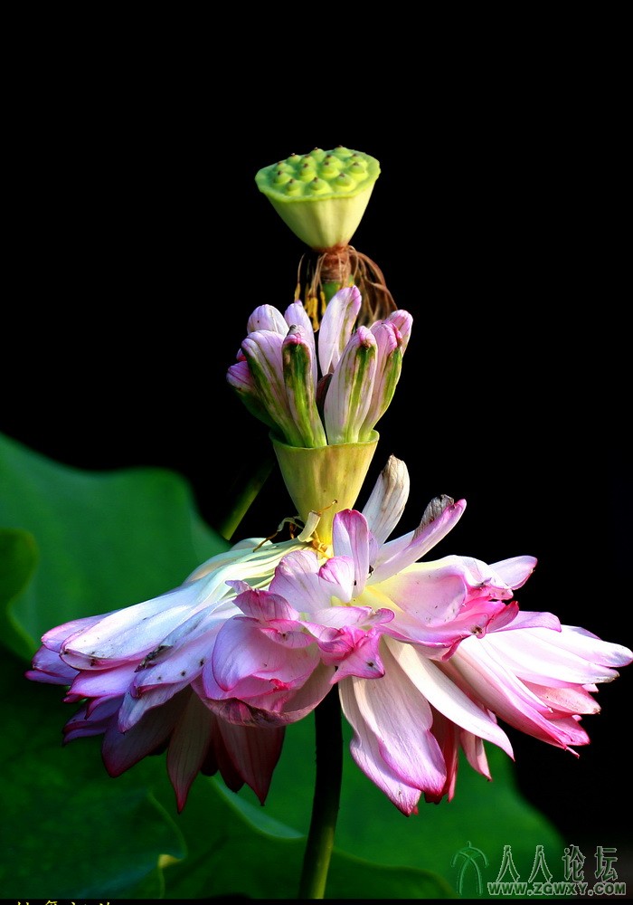 舞姿婆裟（1）13-7-22 摄