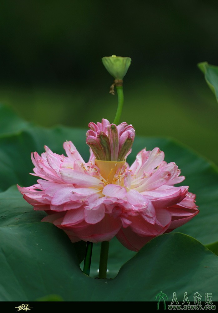 舞姿婆裟（2）13-722摄