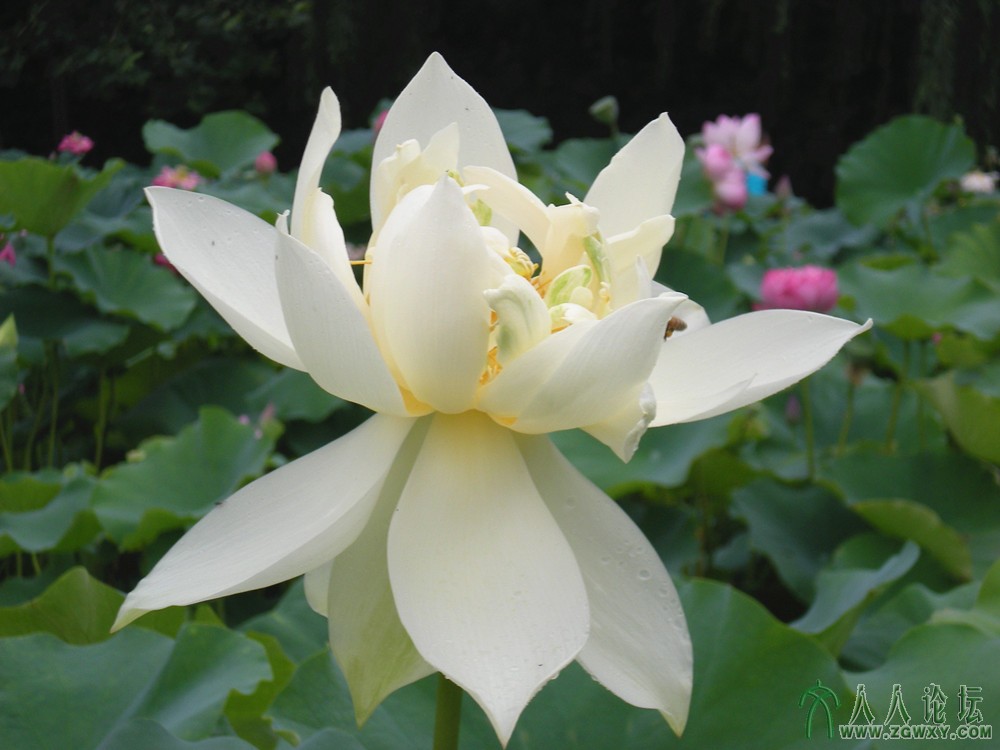 兰韵白娘子  2013.7.15.jpg