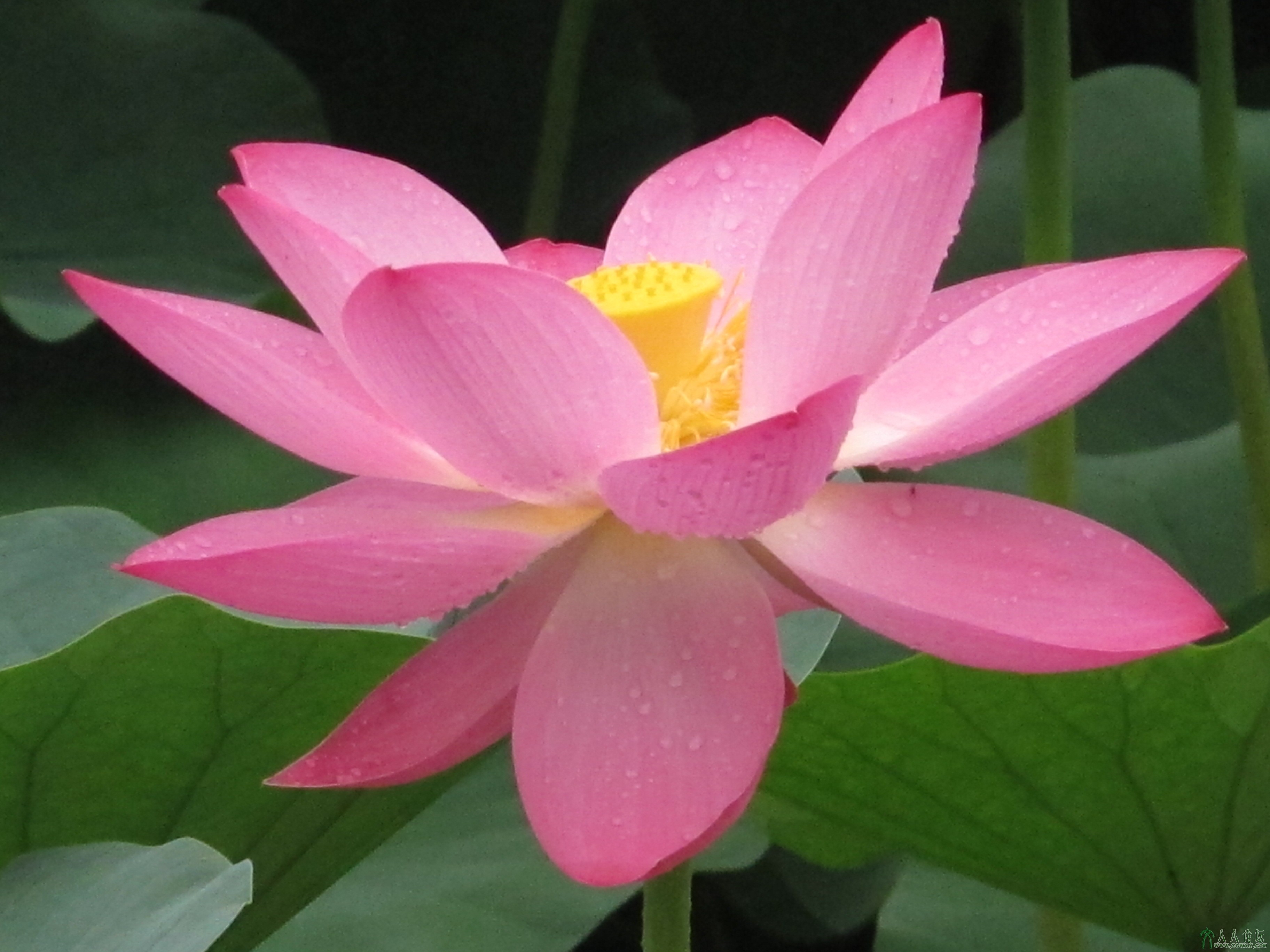 雨后荷