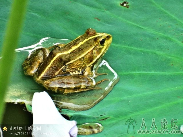 青蛙荷上荡小舟