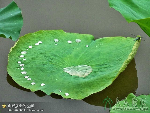 “蓝精灵”检阅“珍珠军”