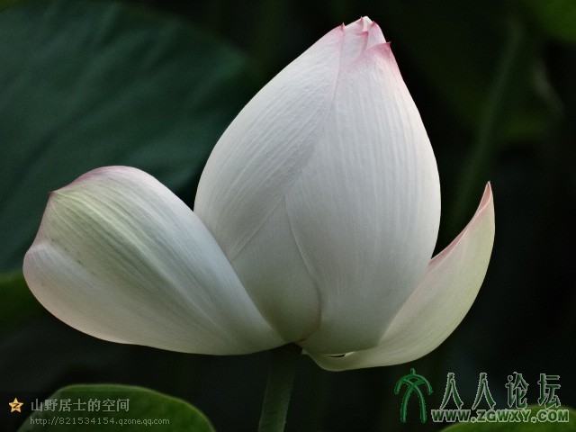 昂首展臂待时开