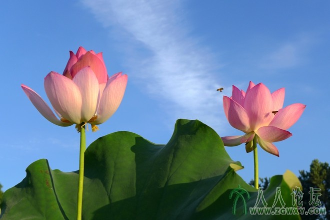 红荷映蓝天.jpg