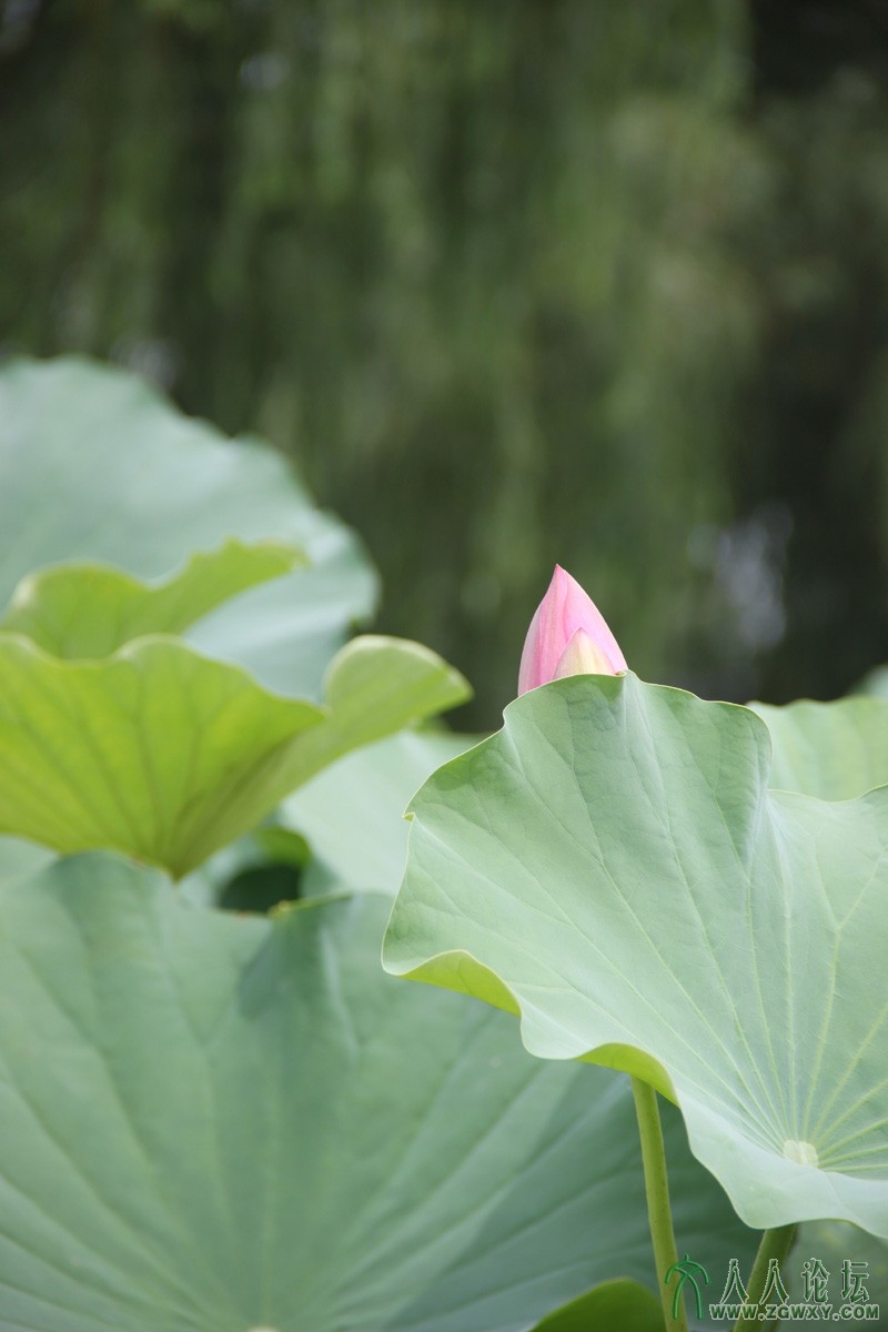 小荷尖角.jpg