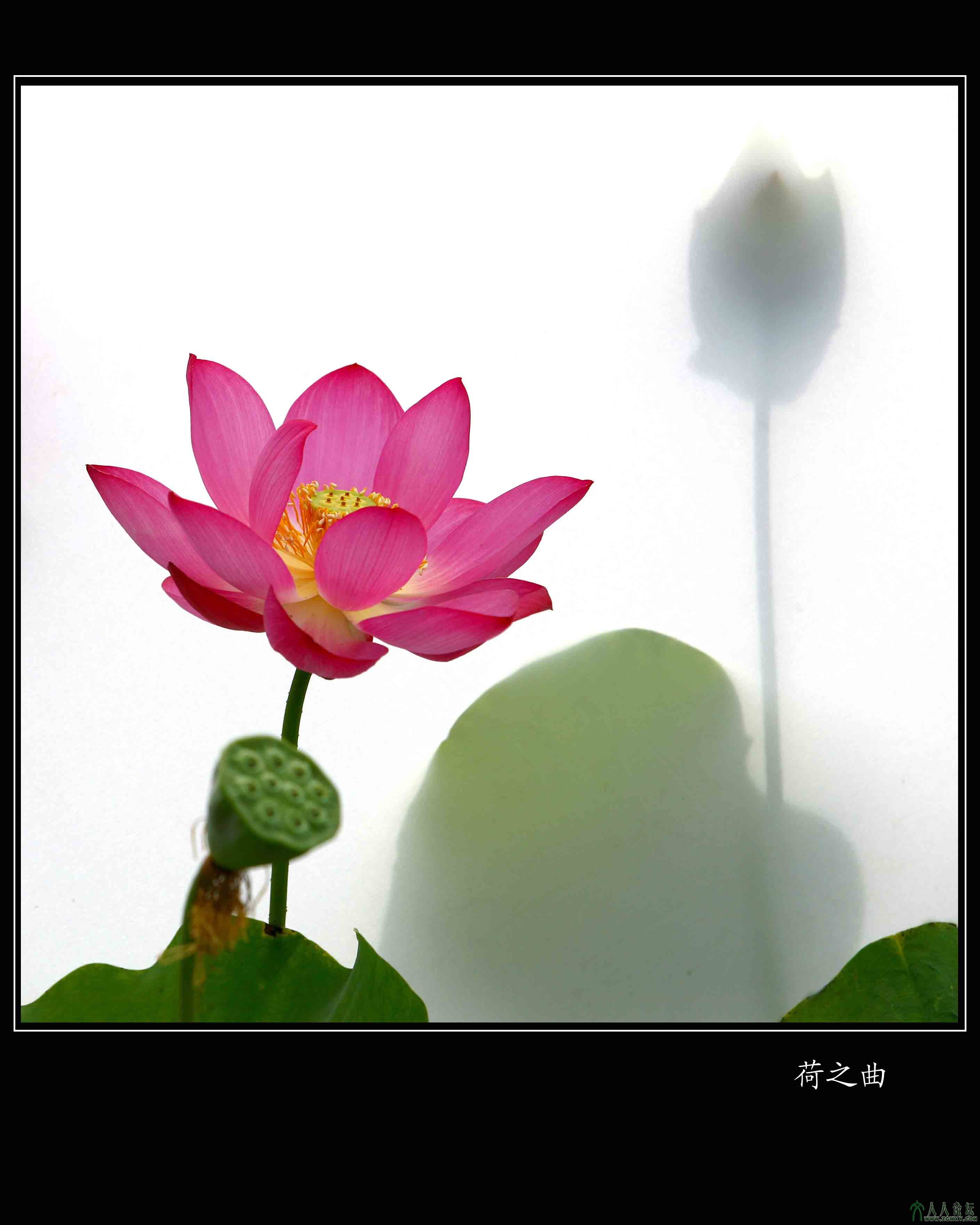 荷之曲.jpg