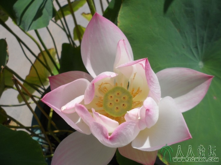 荷花展 01(2013.07.23).jpg