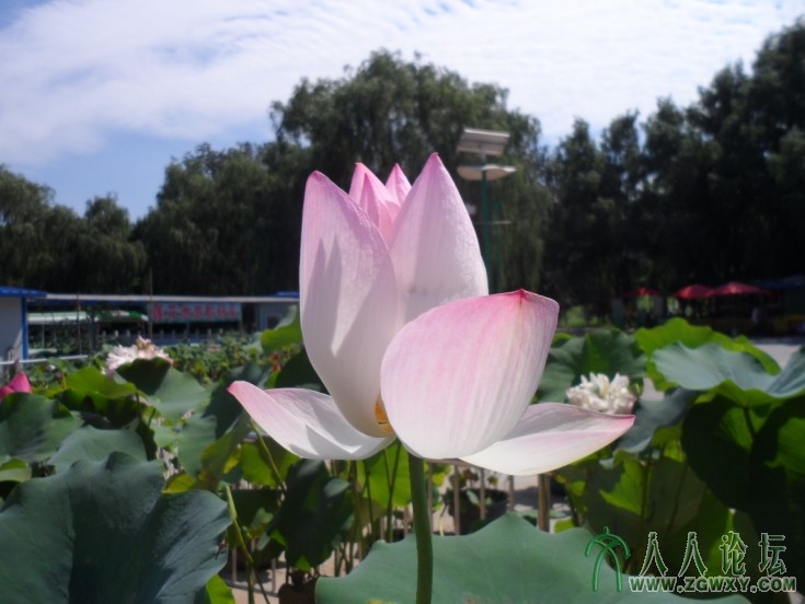 淡妆怡人彩荷升