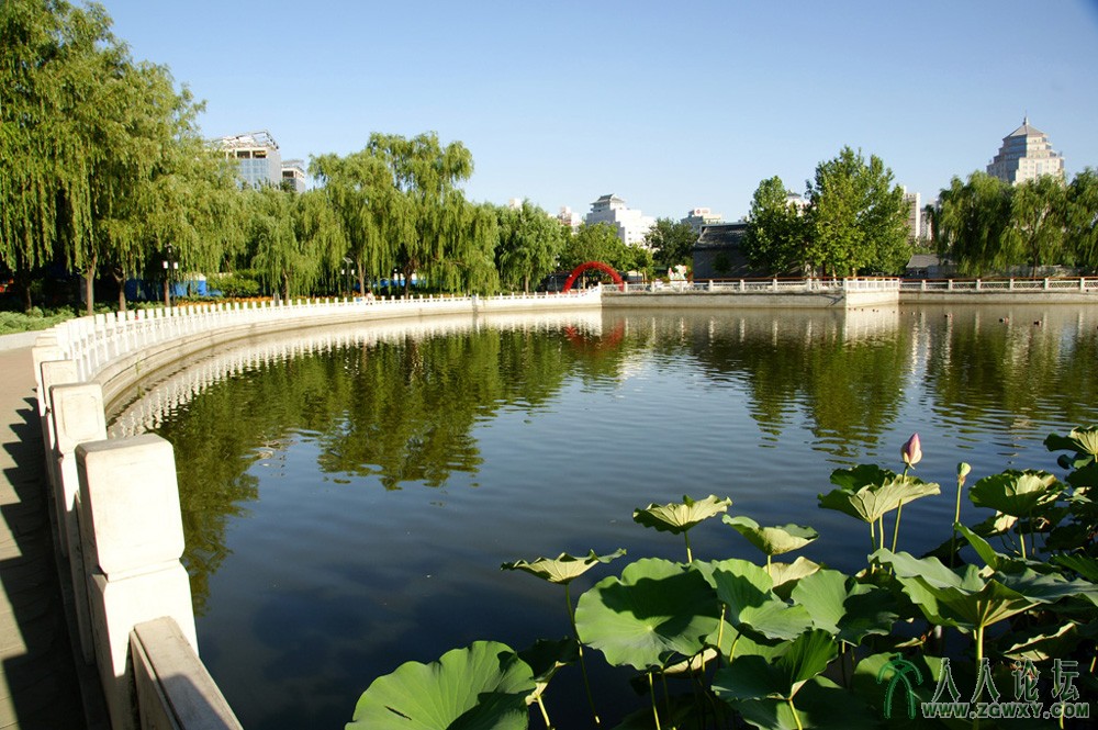 美丽莲花池