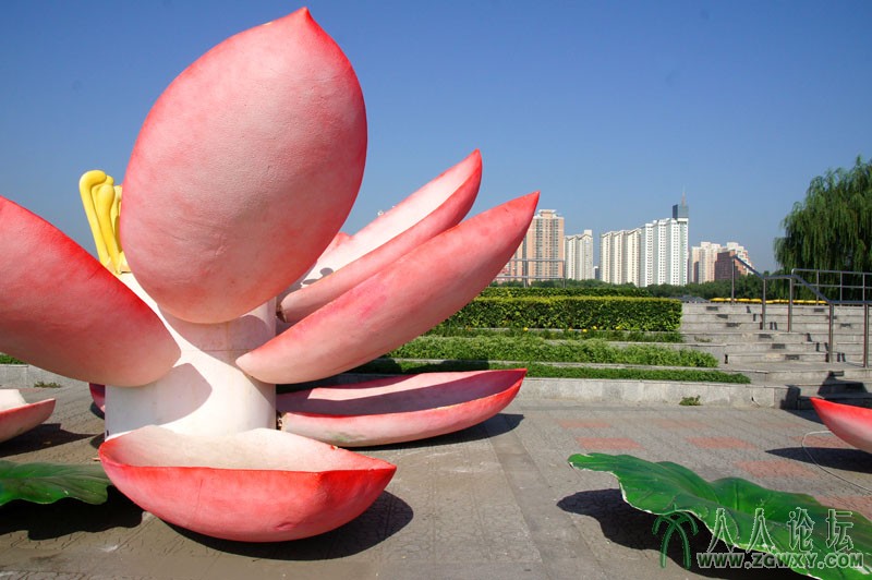 莲花池里莲花美