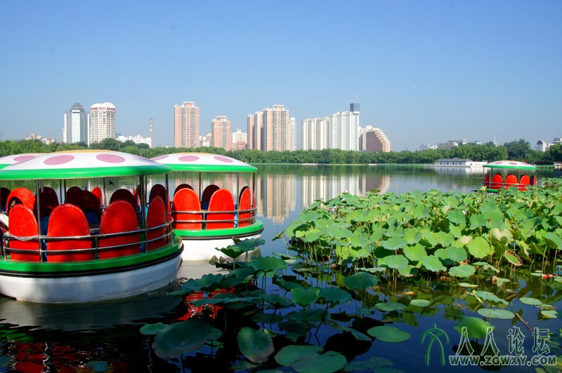莲花池里莲花美